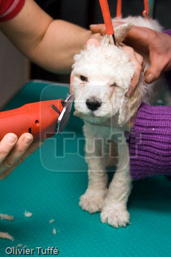 Chiots_434.jpg