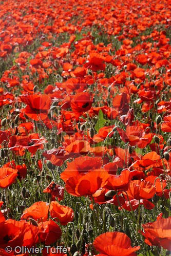 Coquelicots_0040.jpg