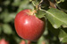 Photo Fruits Biodiversité